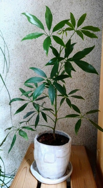 観葉植物は成長期 ゴムの木 パキラ ガジュマル ハンドメイドと日々