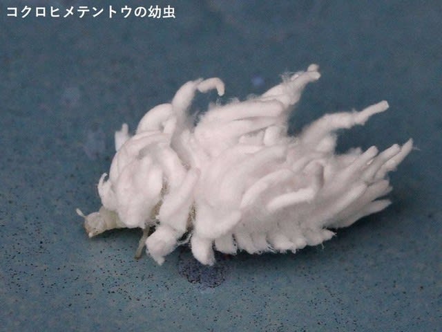 白いふわふわの虫 おじんの独り言