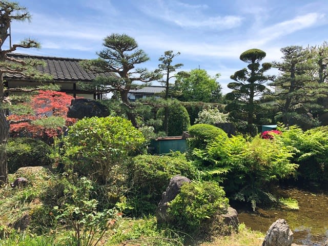 池の周りにアカマツ4本が配置された庭園の剪定をやりました 庭木の剪定便り シルバーの植木屋さん