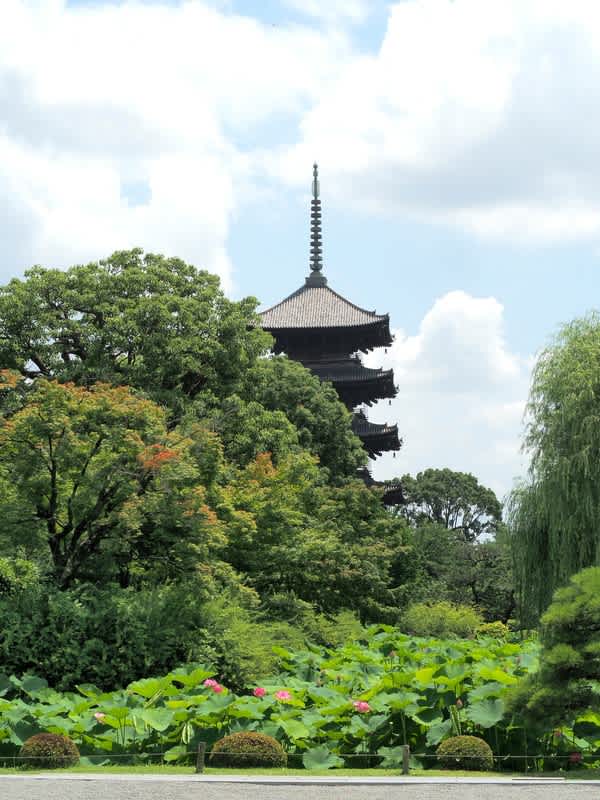 東寺の蓮 京都で定年後生活 東寺の蓮 京都で定年後生活