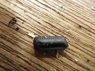 黒ゴキブリの卵だ ネズミの糞だ 害虫駆除のブログ 有限会社 タマケアビジネス