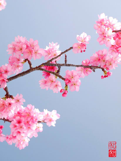 桜 染まる がじゅまるの樹の下で