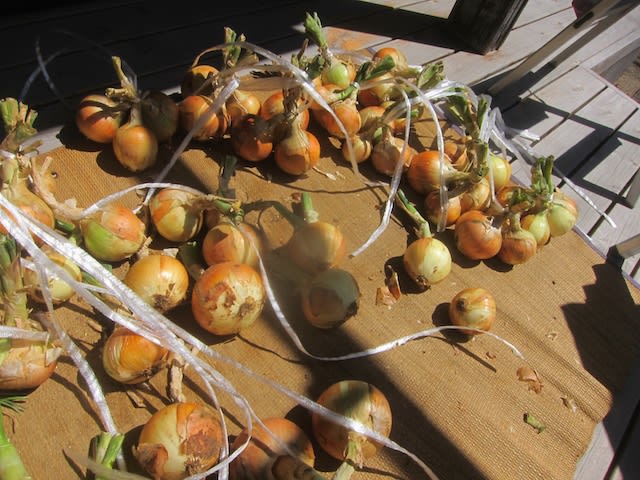 収穫した玉ねぎを軒先に吊るしました 吊るし方はこんな感じです 湘南農園 野菜作り
