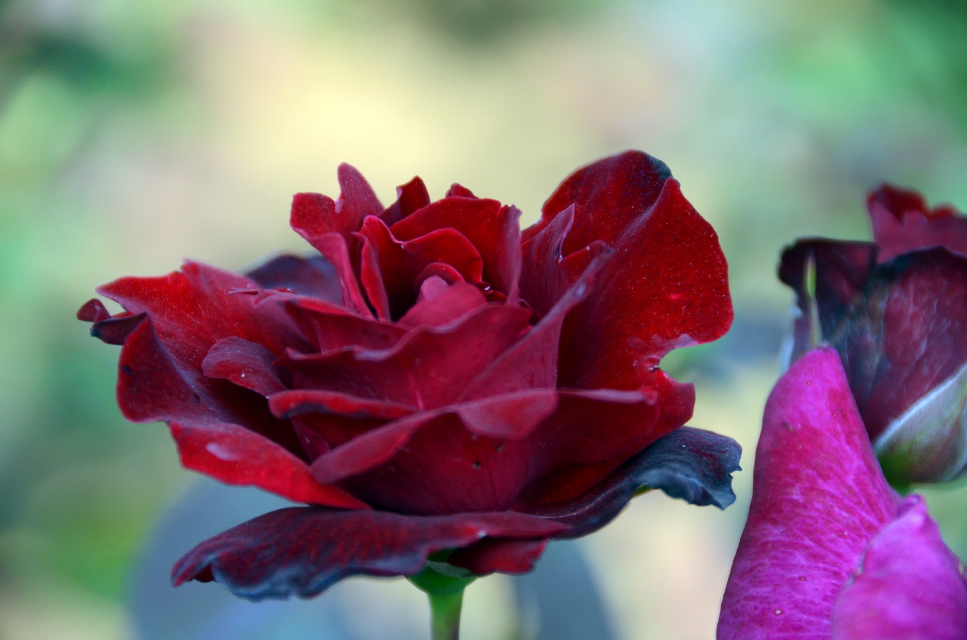 薔薇の名前 追記 団塊亭日常