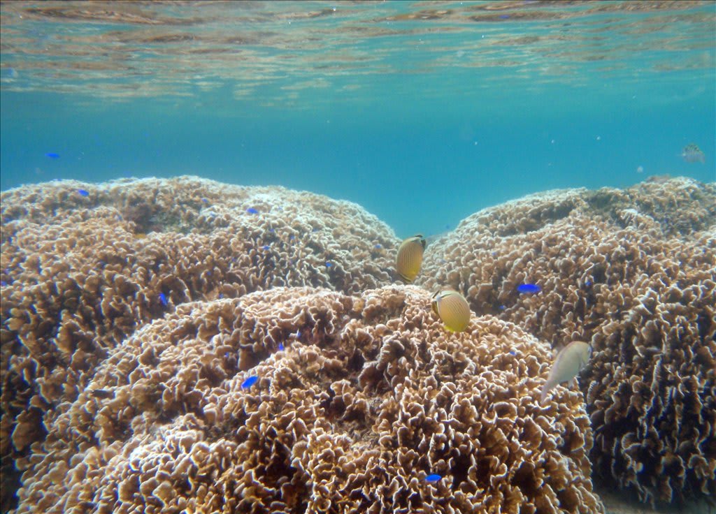珊瑚魚 Pudish