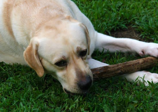月遅れのお盆 日曜日 ラブラドール トリプルスター昨日 今日 明日