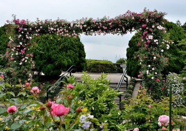 港の見える丘公園 2 バラ ほどあき 港の見える丘公園 2 バラ ほどあき