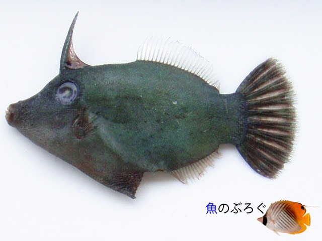 タテジマカワハギ 魚のぶろぐ