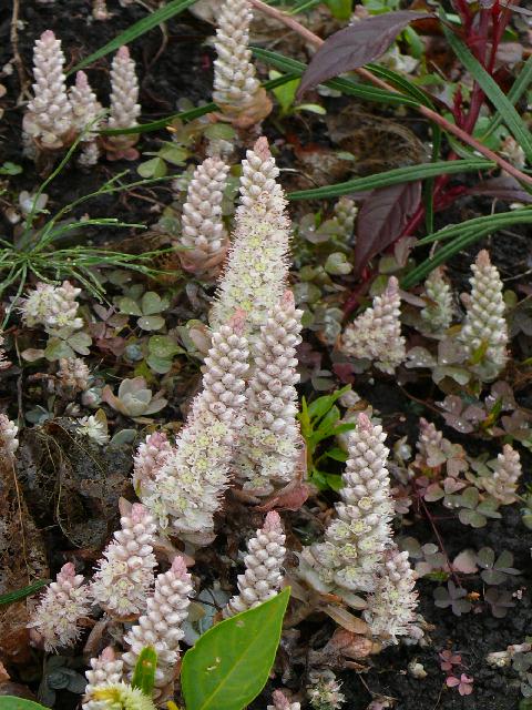 胆沢郡金ケ崎町のイワレンゲ 岩蓮華 11年10月15日 土 Peaの植物図鑑