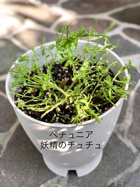 ペチュニア挿し芽からの鉢上げ19 雑木と宿根草とクレマチスの小さな庭づくり ペチュニア挿し芽からの鉢上げ19 雑木と宿根草とクレマチスの小さな庭づくり