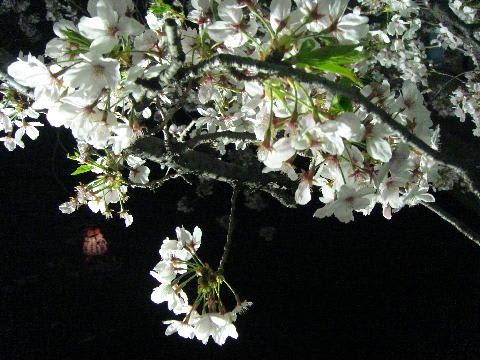 一宮の夜桜