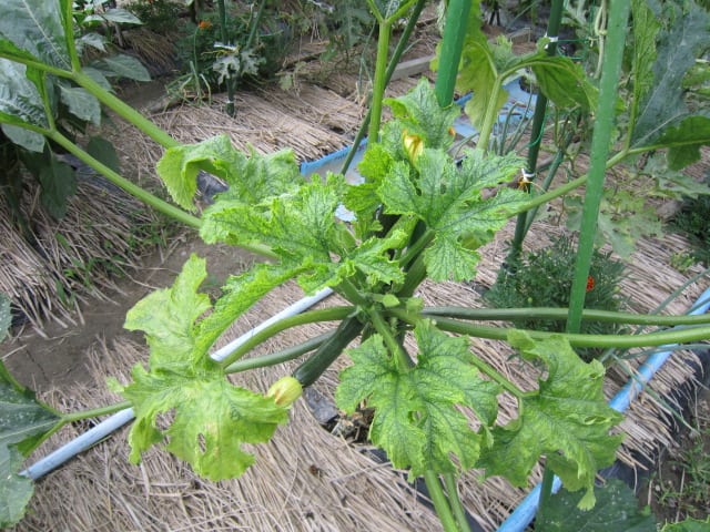 ズッキーニ 最後の１株もモザイク病に 大好き 野菜の時間