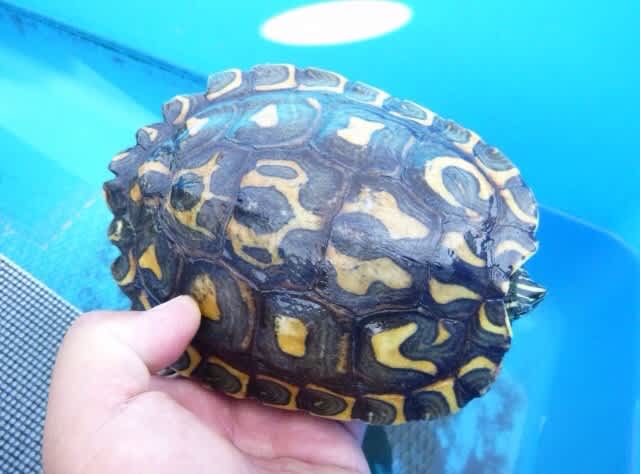 沖縄 迷いカメさん事件 に思う カメさん日記 沖縄 迷いカメさん事件 に思う カメさん日記