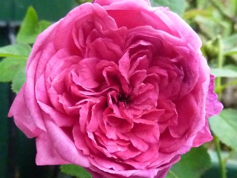 ウィリアム シェイクスピア ２０００ 二番花 ようやく梅雨があけて 薔薇のかがやき 夕陽のつぶやき 09