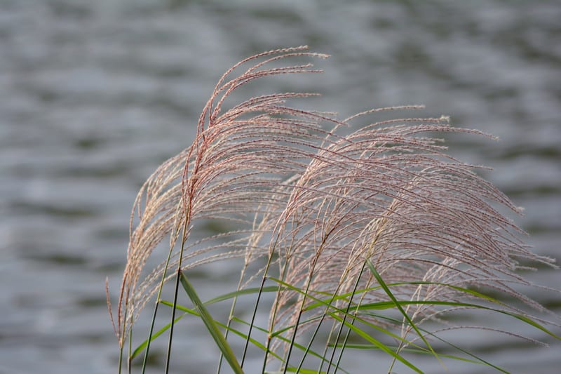 Dsc_2960 Dsc_2960