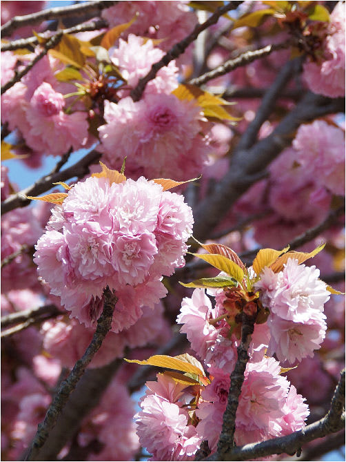 近隣の八重桜 関山 普賢象 一葉 と 大津川岸辺の実生の桜を検証 Maicoの あ ら か る と
