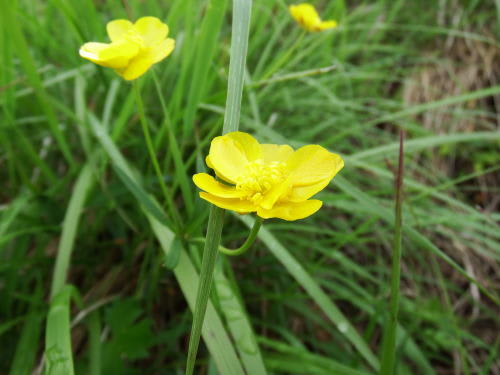 高ボッチ高原・鉢伏山で最近咲いている花　ウマノアシガタ（馬の脚形）