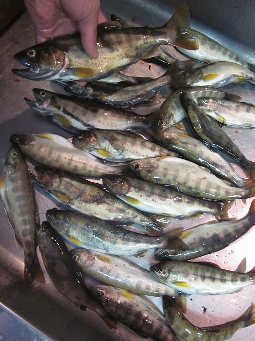 大漁のアメゴ アマゴ 岳人の森ニュース Gakujin No Mori News 大漁のアメゴ アマゴ 岳人の森ニュース Gakujin No Mori News