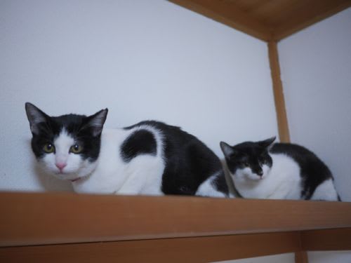白黒姉妹 黒猫母猫代理募集 正式譲渡となりました 猫の日暮らし