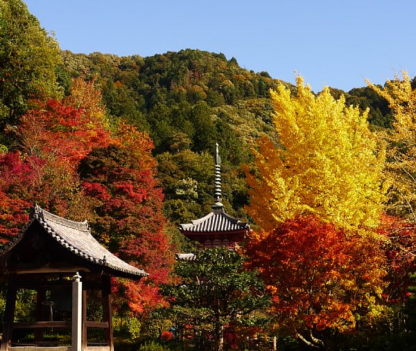 08年 三室戸寺の紅葉 ぎょぴのカオスな戯言