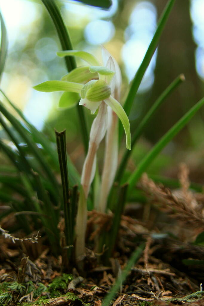季節の野草 4の画像