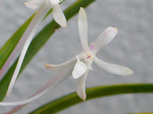 花拡大２