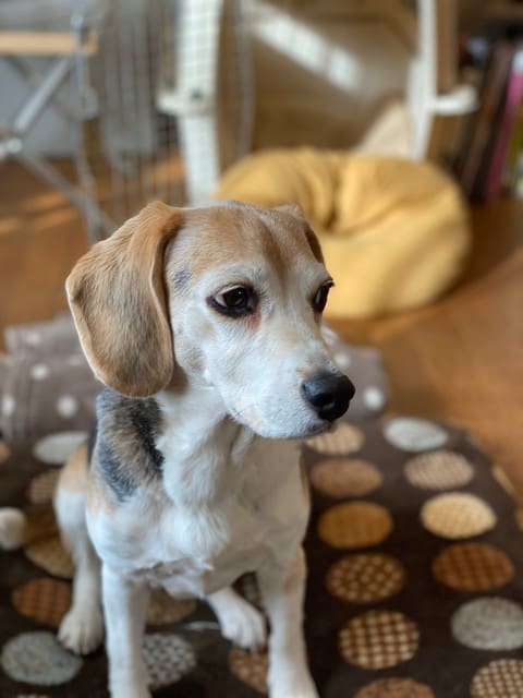 彡 シニアのビーグル犬 彡 つわぶきの庭 彡 シニアのビーグル犬 彡 つわぶきの庭