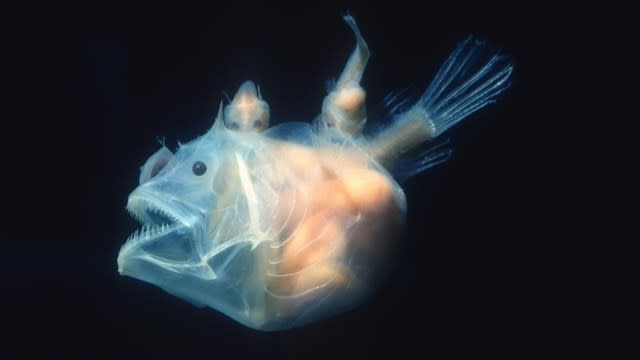 チョウチンアンコウのオス 海人の深深たる海底に向いてー深海の不思議ー