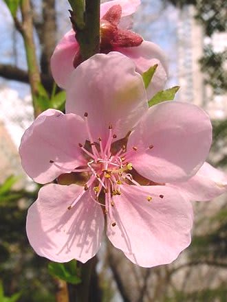 花桃たち 華やかに goro s 花 diary 花桃たち 華やかに goro s 花 diary