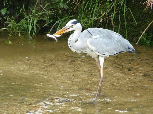 ハシビロコウに似た鳥って この鳥のことかも Ruruのあれこれ日記