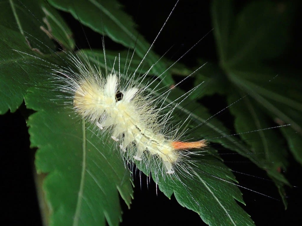 閲覧注意 リンゴドクガ幼虫 かわいいケムシ など ゆる旅ｋｉｋｋｙ 虫日記