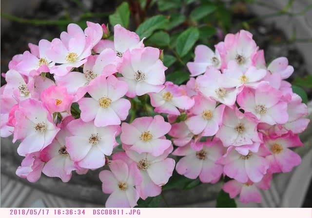 バレリーナ ピンクのツルバラ 庭の花 都内散歩 散歩と写真