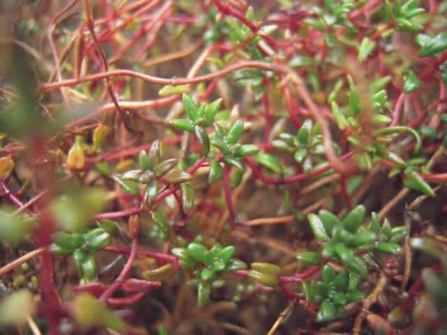 21年8月のブログ記事一覧 Annabel S Private Cooking Classあなべるお菓子教室 こころ豊かな暮らし