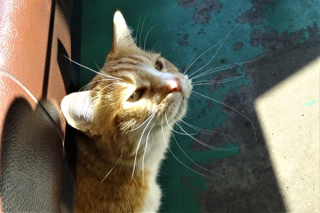 ひげの長い猫 撮影日記