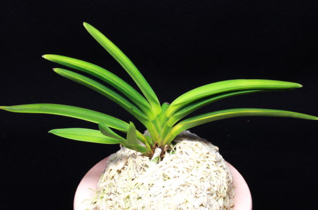 建国殿縞No.136 - 樹上の天使 富貴蘭