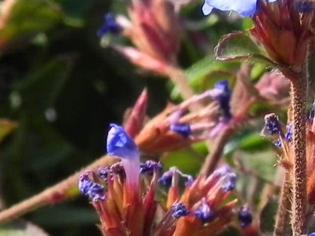ブータンルリマツリ