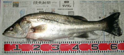 H181203b H181203b