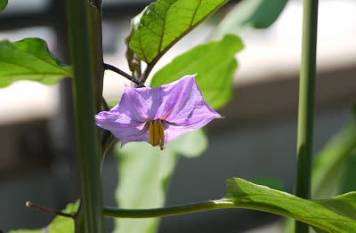 なすびの花 花ごよみ なすびの花 花ごよみ