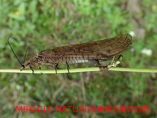 中国産　巨大ヘビトンボ　163mm 中国産巨大ヘビトンボ 中国で世界最大のヘビトンボが発見される