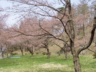 やっと咲き始めた桜の木が