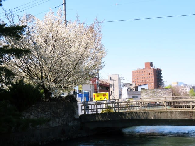 桃井橋の白桜 買い物に行ったまちで ディップ やきまん そしてマツバウンラン 猫のキキとヒゲおじさんのあんじゃあない毎日