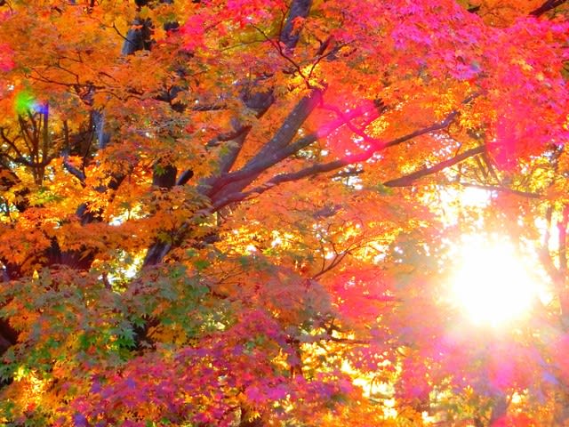 夕日に紅葉 ユリイカ工房
