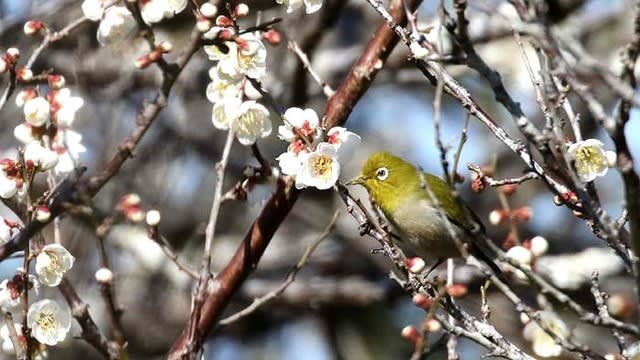 梅の花とメジロ よっちのバードフォト 梅の花とメジロ よっちのバードフォト