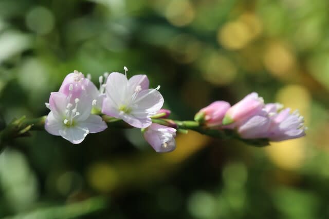ピンクの小さな花が美しい サクラタデ 箱根の花 21 72 野の花 庭の花