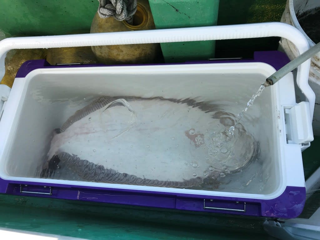 相模湾ライトウイリー 泳がせ リベンジ編 Fishing Freak