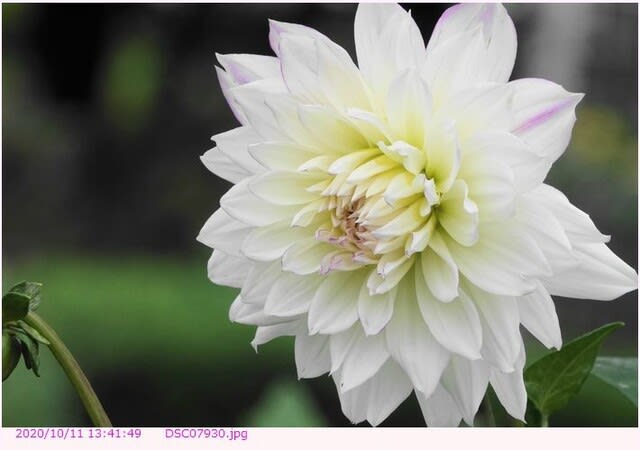 ダリア 白い花 都内散歩 散歩と写真 ダリア 白い花 都内散歩 散歩と写真
