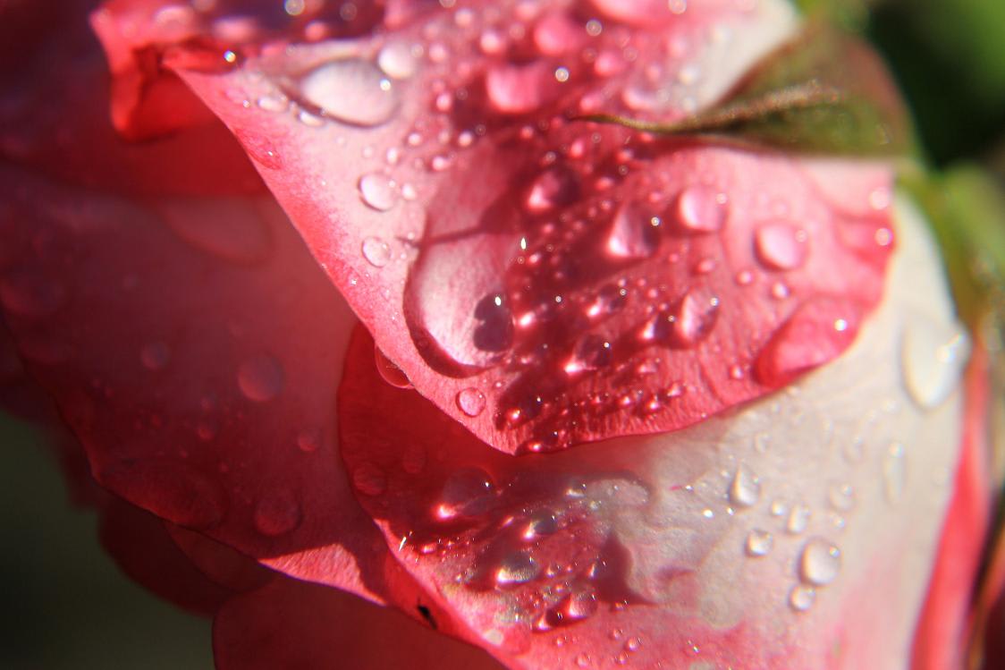 雨の後の薔薇の画像