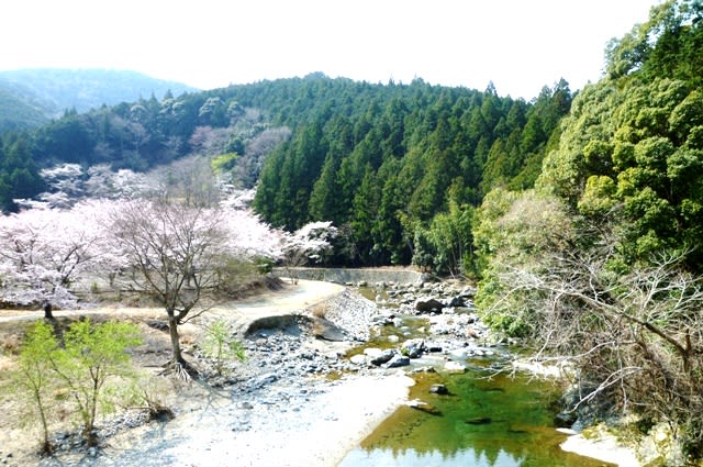 西の瀬橋から眺めた藤川と「西の瀬小公園」の桜