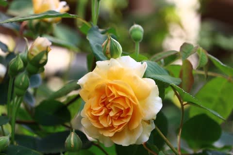 黄色 杏色の庭バラ 福山バラ公園の早咲きの黄色バラ ときどき花日記