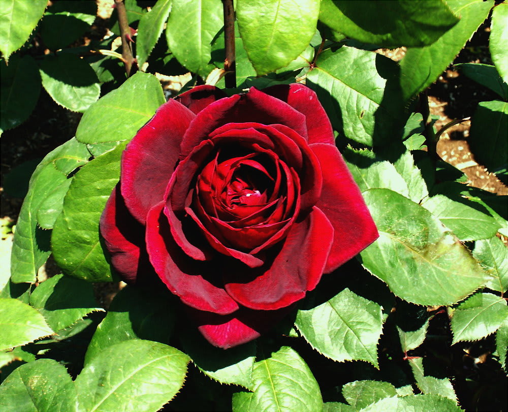 濃い赤の薔薇 オクラホマ 花の公園 俳句 ｉｎｇ